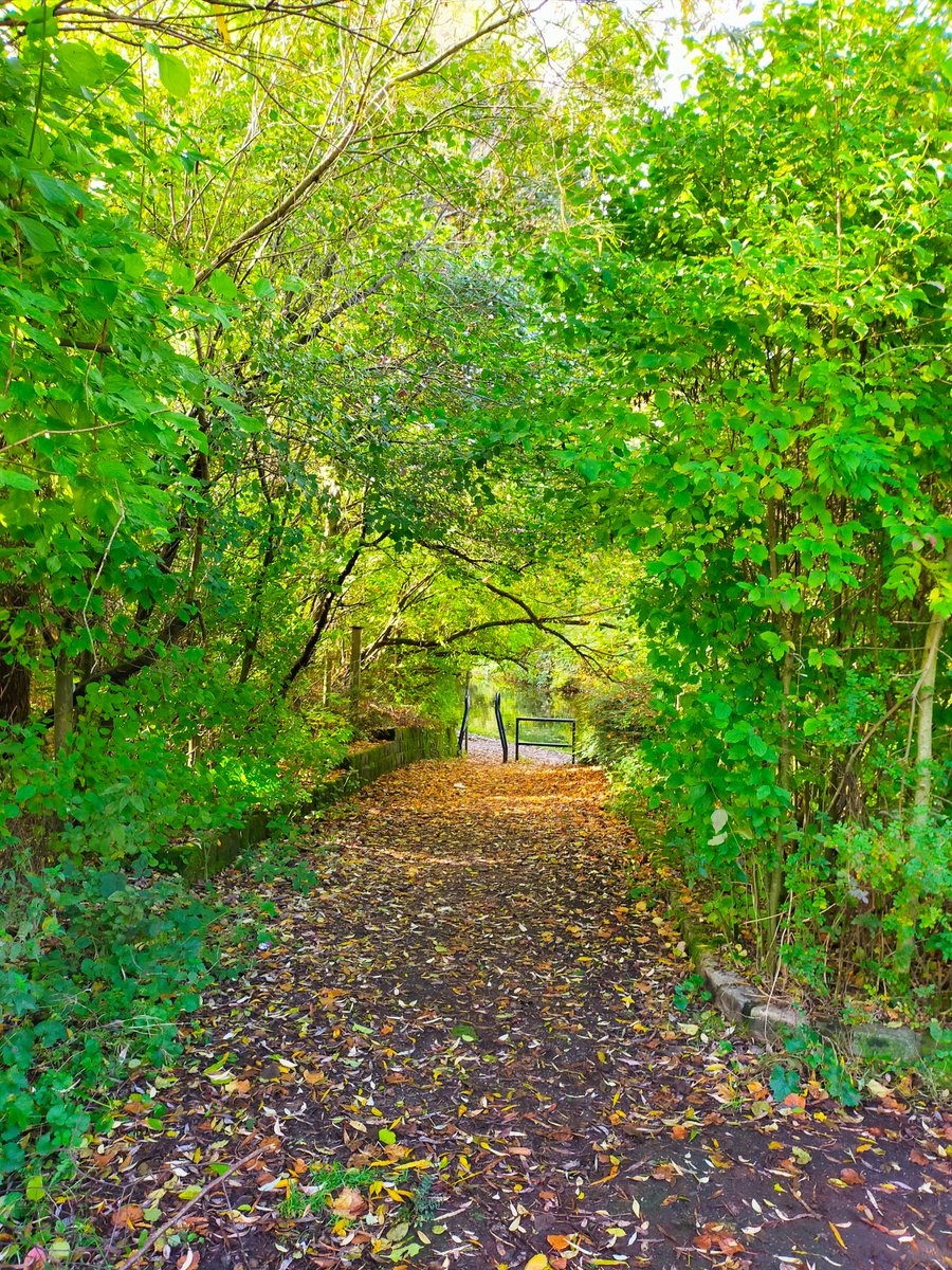 Green Trees and Autumn Leaves on the ramp down to the Rochdale Canal from Bridge 78 Wrigley Head 
#Canalphotography @CRTNorthWest #AutumnLeaves