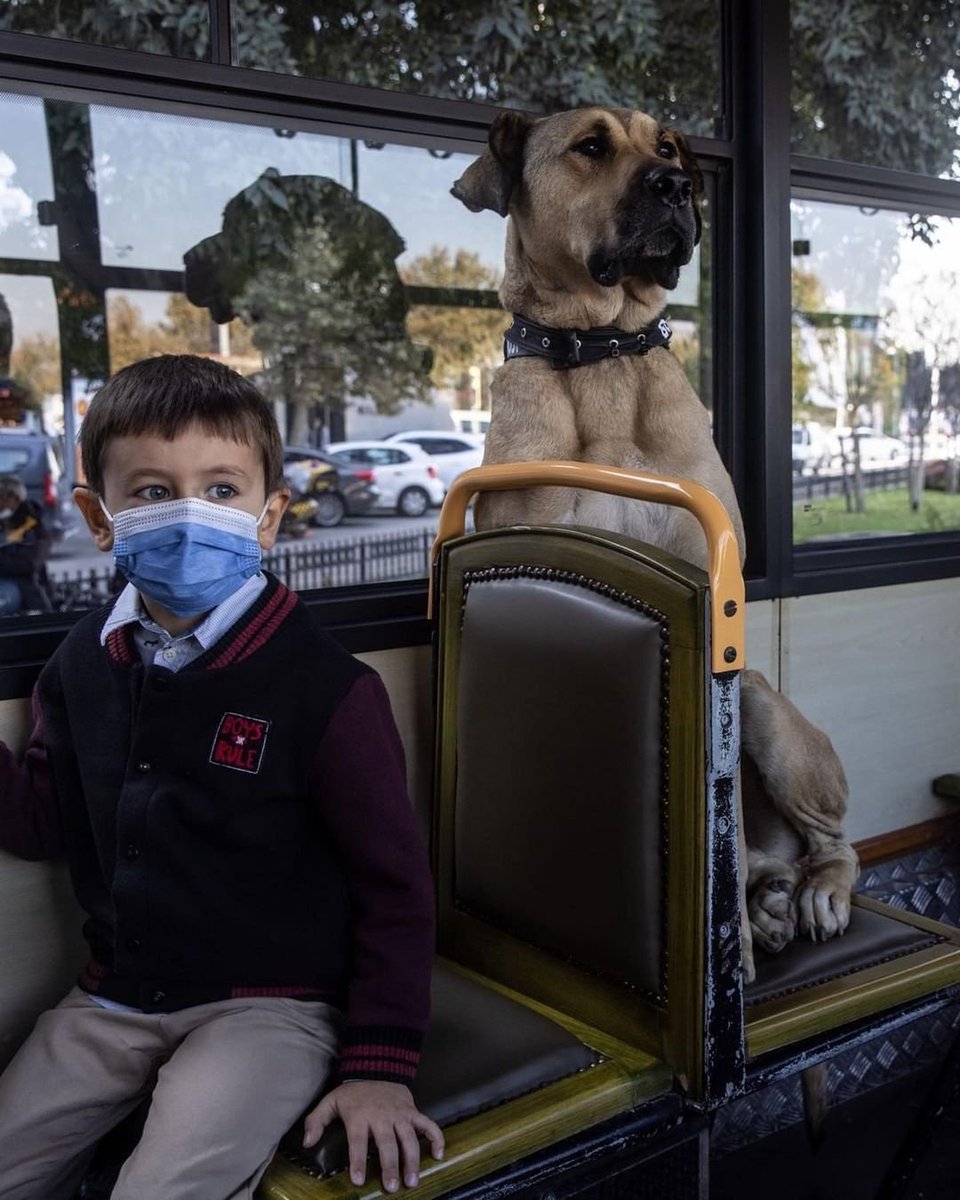 Telemetro's tweet photo. Conozcan a Boji, el perrito callejero que viaja por la ciudad de #Estanbul, #Turquía, usando el transporte público.
El perro llega a viajar hasta 30 kilómetros diarios en tren, ferry y autobús. La mayoría de los días pasa por 29 estaciones de metro.
📸 Vía 👉 GETTY https://t.co/G8WR2NOXVO