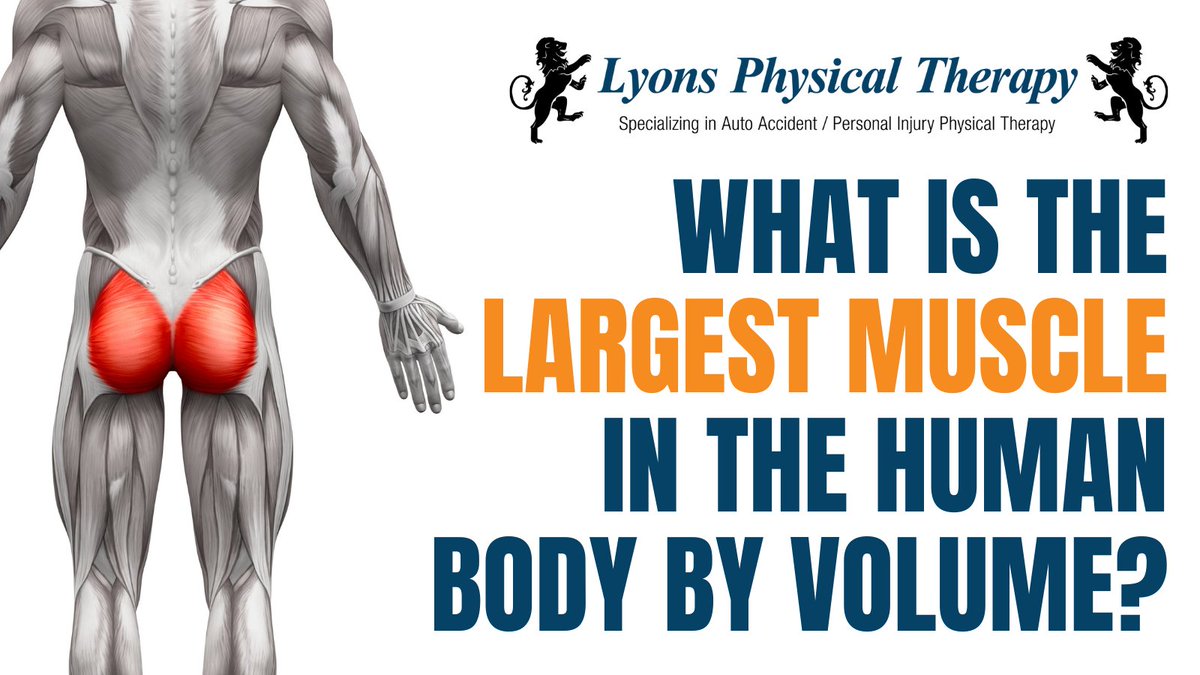 LYONSPTLV's tweet image. Q4. What is the largest muscle in the human body by volume?

To participate in “7 Weeks 7 Questions” quiz, please send your answers in comments.

#quiz #fourthweek #7questions #physicaltherapy #caraccident #backpain #sportsinjury #kneeinjury #massagetherapy #lasvegaslocal