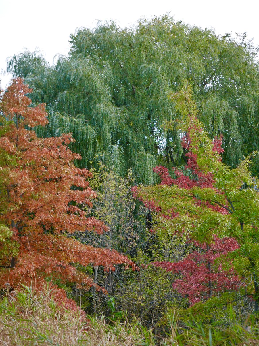 allibaggio's tweet photo. #fall https://t.co/8alFjHiLAO