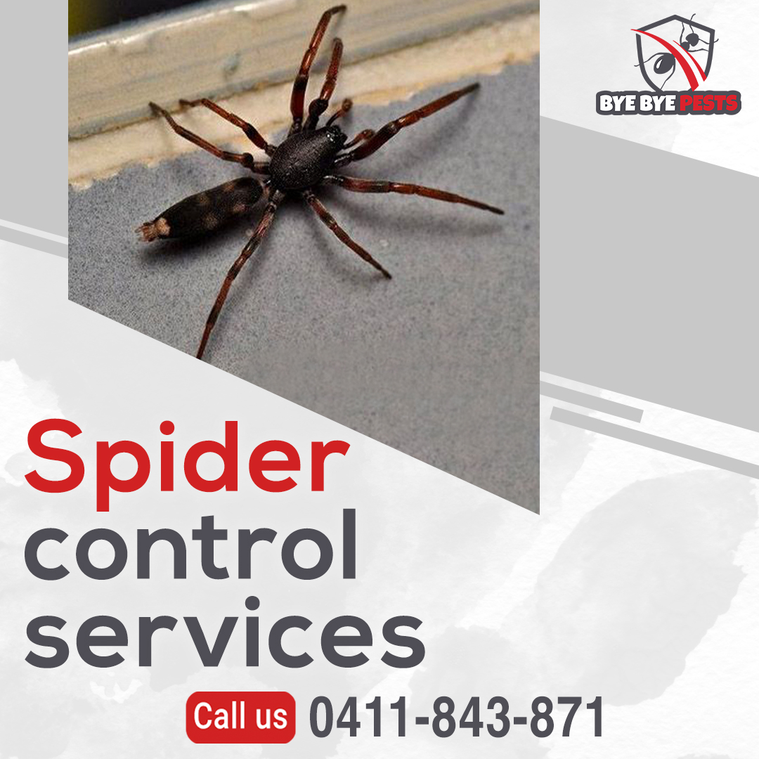 BBPestscontrol's tweet photo. #Spider #Control  is an important facility that most #Australians should get as it is the only way by which you will be #safe from the #harmful #effects of spiders.
  Contact Us:
📞0411 843 871
🌐https://t.co/dsjdeaQjPI
#insects #pestcontrol https://t.co/UfDw8u3hda