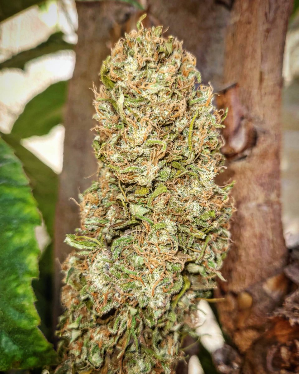 Sophie_MJ's tweet photo. ❗GREENBUDSEEDS ❗
REGALOS CON CADA PEDIDO🎁
@greenbudseeds
@apez140 @INMAQ16
⚠️❗❗PEDIDOS SUPERIORES A 80€ 10 SEMIS DE REGALO Y UNA CAMISETA 🔝❗❗💃
📸 #BLUEBERRY99 💙🍒
•
#Greenbudseeds #AdrycsCove #regalos #camiseta #seeds #LaSofiJardinera👩🏼🌾🧿⚛
https://t.co/Zmh4Sr6iYc https://t.co/ibJnPsyYli