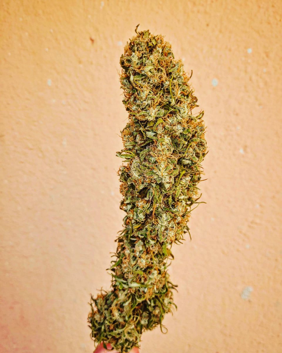 Sophie_MJ's tweet photo. ❗GREENBUDSEEDS ❗
REGALOS CON CADA PEDIDO🎁
@greenbudseeds
@apez140 @INMAQ16
⚠️❗❗PEDIDOS SUPERIORES A 80€ 10 SEMIS DE REGALO Y UNA CAMISETA 🔝❗❗💃
📸 #BLUEBERRY99 💙🍒
•
#Greenbudseeds #AdrycsCove #regalos #camiseta #seeds #LaSofiJardinera👩🏼🌾🧿⚛
https://t.co/Zmh4Sr6iYc https://t.co/ibJnPsyYli