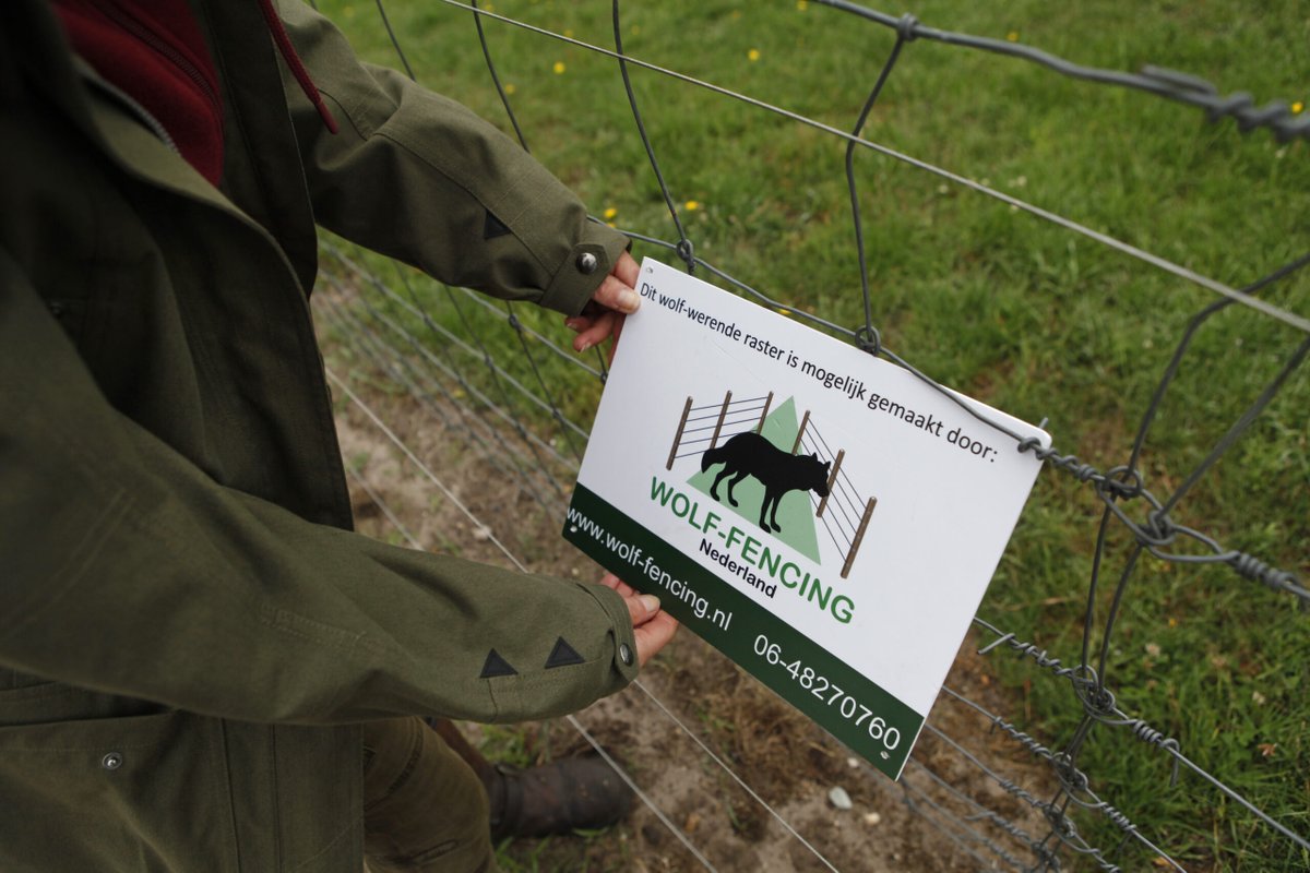 BIJ12nl's tweet image. Tegemoetkomingsregeling schade door #wolf verlengd. Lees hier meer: 👉 bit.ly/3meua45 #wolvenschade