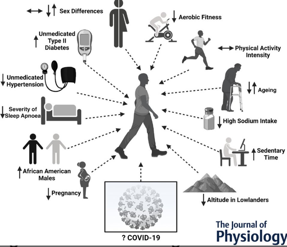 Jen_Petterson's tweet photo. Check out our Journal Club article in @JPhysiol highlighting the article ‘COVID-19 is getting on our nerves: sympathetic neural activity and haemodynamics in young adults recovering from SARS-CoV-2’ from @nina_stute https://t.co/a1MKzQZPXe https://t.co/TSvqpT7JIy