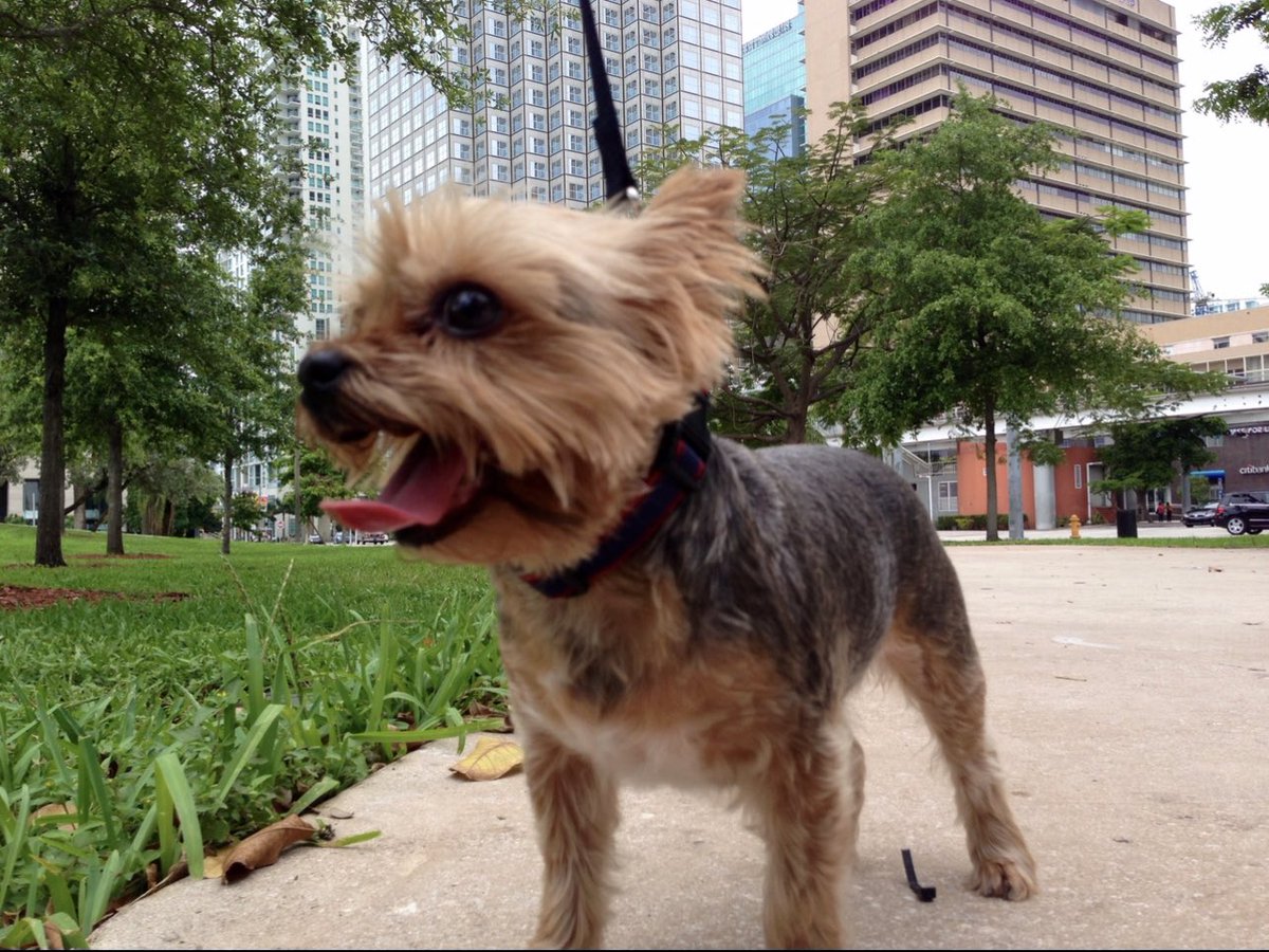 🇺🇸 PhantomPatriot 🇺🇸 tweet media