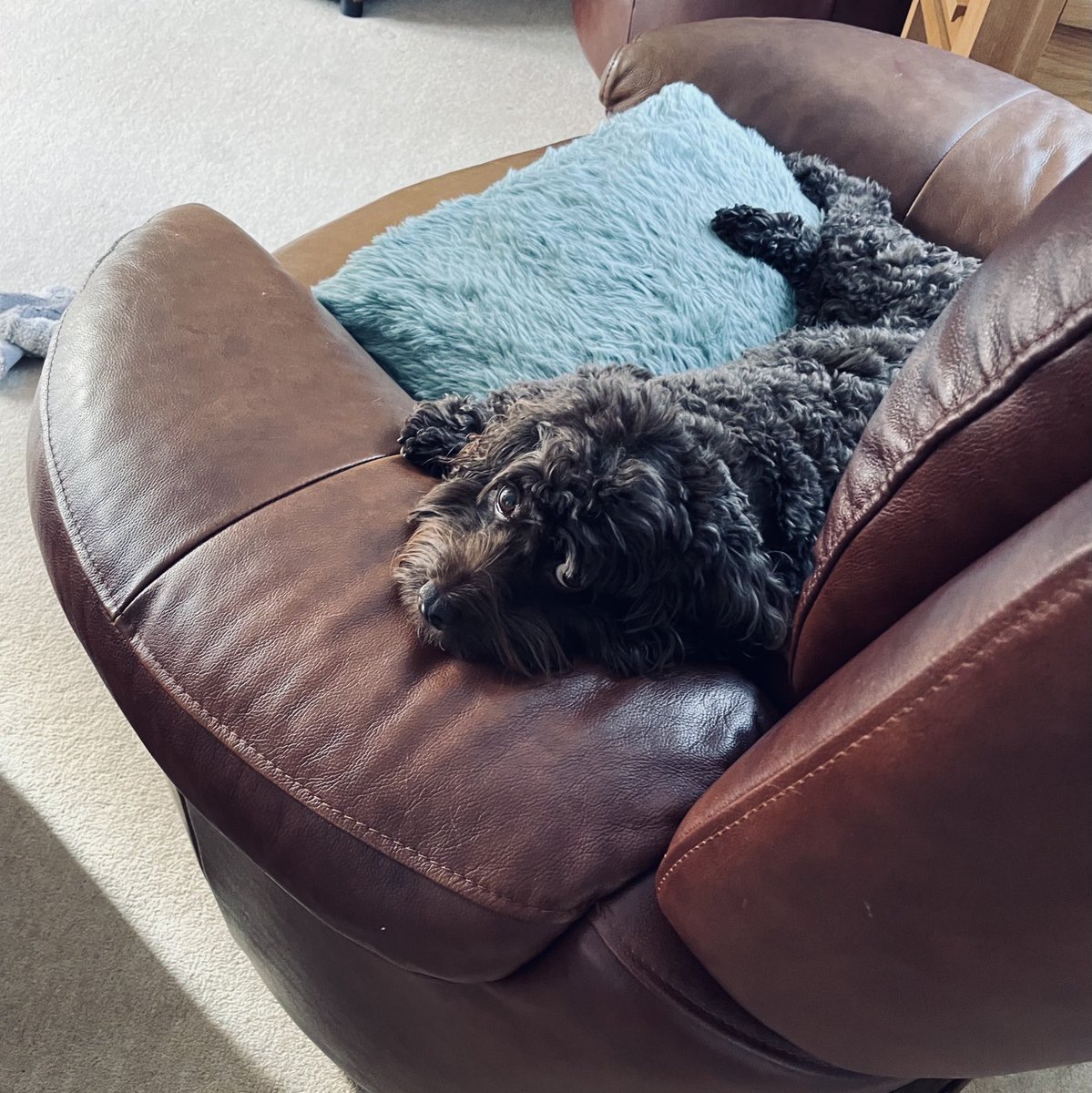 RobCottingham1's tweet image. What do you want, Dad?! #totey #progdog