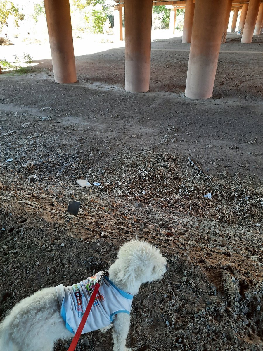 lovecaregivers3's tweet photo. Belle is so curious. And loved listening to the traffic above us. Most of all...she wanted to jump off this area we were standing on. #LoveCaregivers #CaregiverLife #SelfCare #CaringForTheCaregiver #CouchTo5K #Walk #DogsOfTwitter #Belle #Poodle #DogWalk #BosqueWalk https://t.co/xNmGFlg8V4