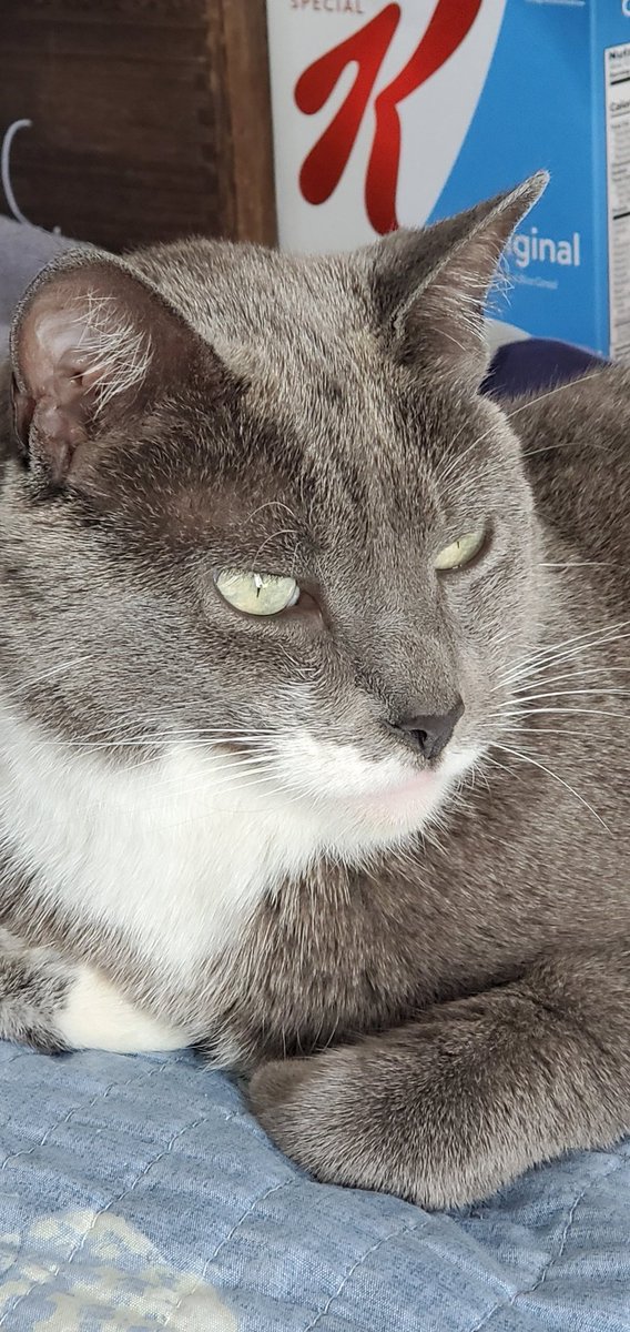 VNikamori's tweet photo. #CatsOfTwitter my baby Daisy once more graces you https://t.co/ssZR4erhGE