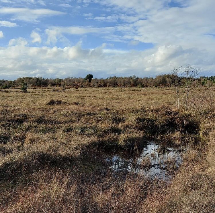 katieholten's tweet photo. Take a moment to immerse yourself in the rugged, raw beauty of Ardee Bog. Photos taken by Fiona Crawley this weekend. 

#saveardeebog #savethebogs #ClimateActionNow https://t.co/V0K35VNSFx