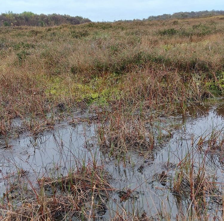 katieholten's tweet photo. Take a moment to immerse yourself in the rugged, raw beauty of Ardee Bog. Photos taken by Fiona Crawley this weekend. 

#saveardeebog #savethebogs #ClimateActionNow https://t.co/V0K35VNSFx
