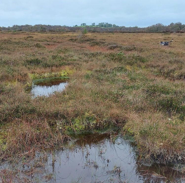 katieholten's tweet photo. Take a moment to immerse yourself in the rugged, raw beauty of Ardee Bog. Photos taken by Fiona Crawley this weekend. 

#saveardeebog #savethebogs #ClimateActionNow https://t.co/V0K35VNSFx