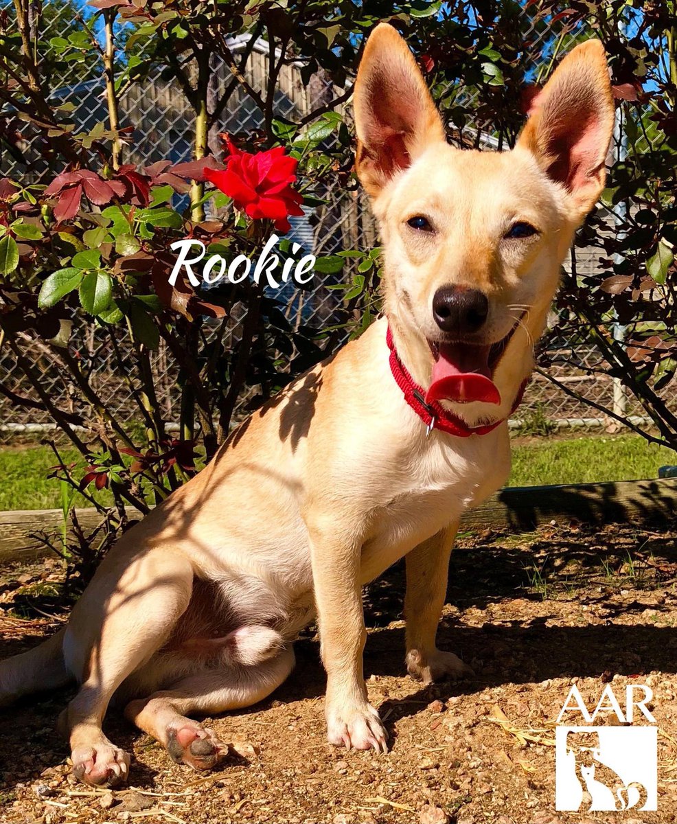 Rookie was found at a busy intersection and found his way to AAR. He is a sweet loving guy looking for love and security. He truly is the whole packagle...funny, adorable, loving, playful, compact, and a joy to be around. Those ears❤❤! Come meet Rookie! #adoptables #adoptme