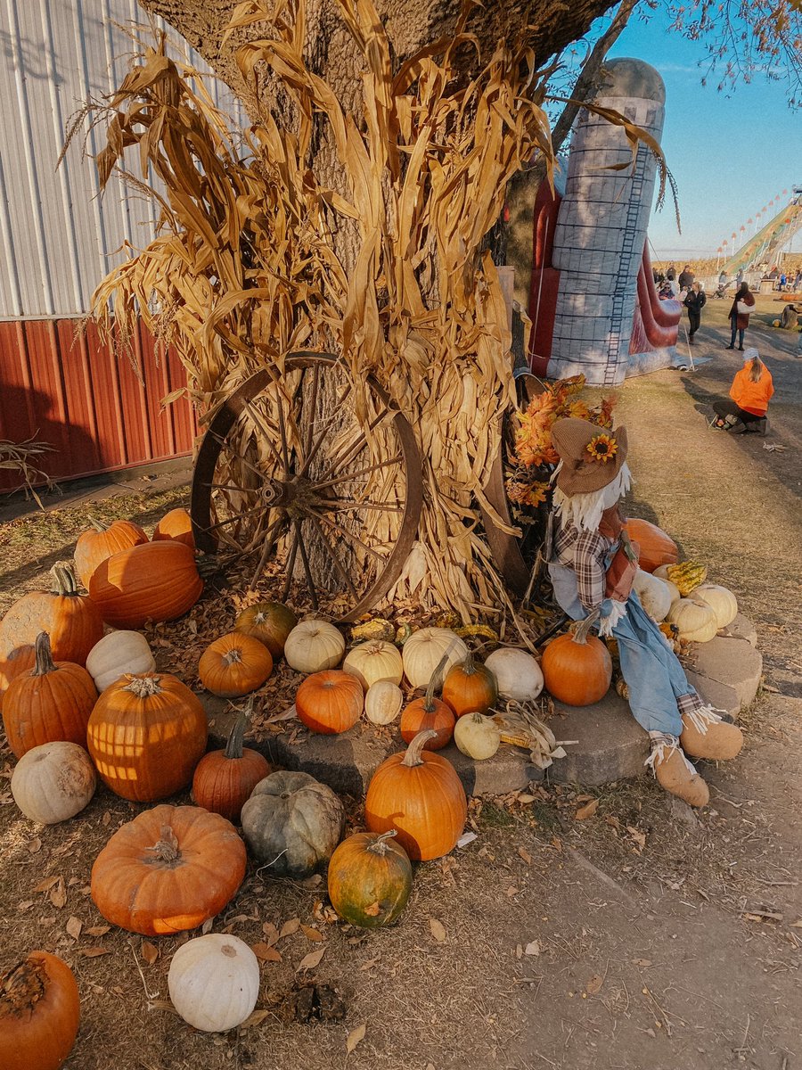Obligatory pumpkin patch post #pumpkinpatch #pumpkinpatchoutfit #pumpkins