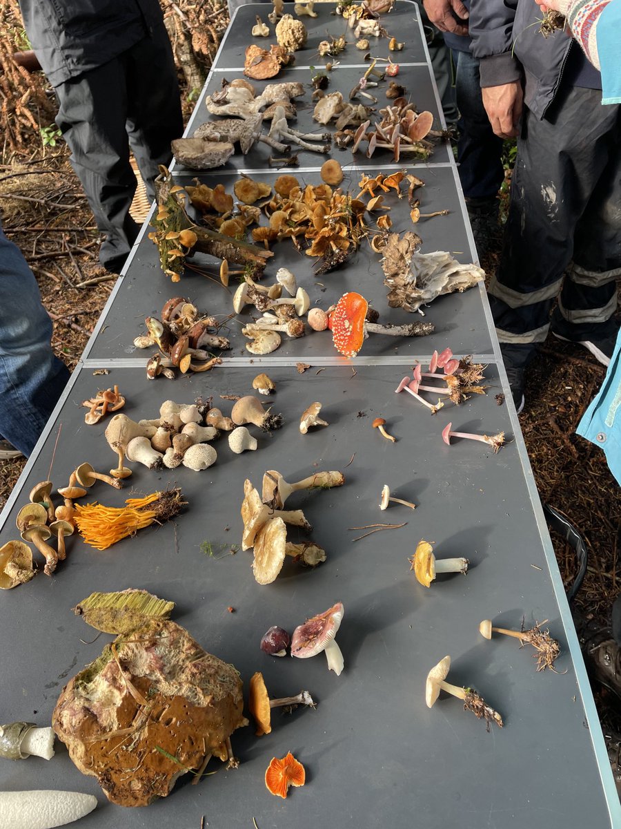 CiaranFallon1's tweet photo. 0ver 30 different types of mushroom found in one hour hunt in Barnaslingnan Forest near Dublin https://t.co/powgYPSwBQ