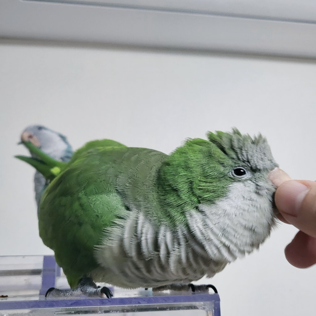 엄마픽은 부리 형아픽은 꽁지