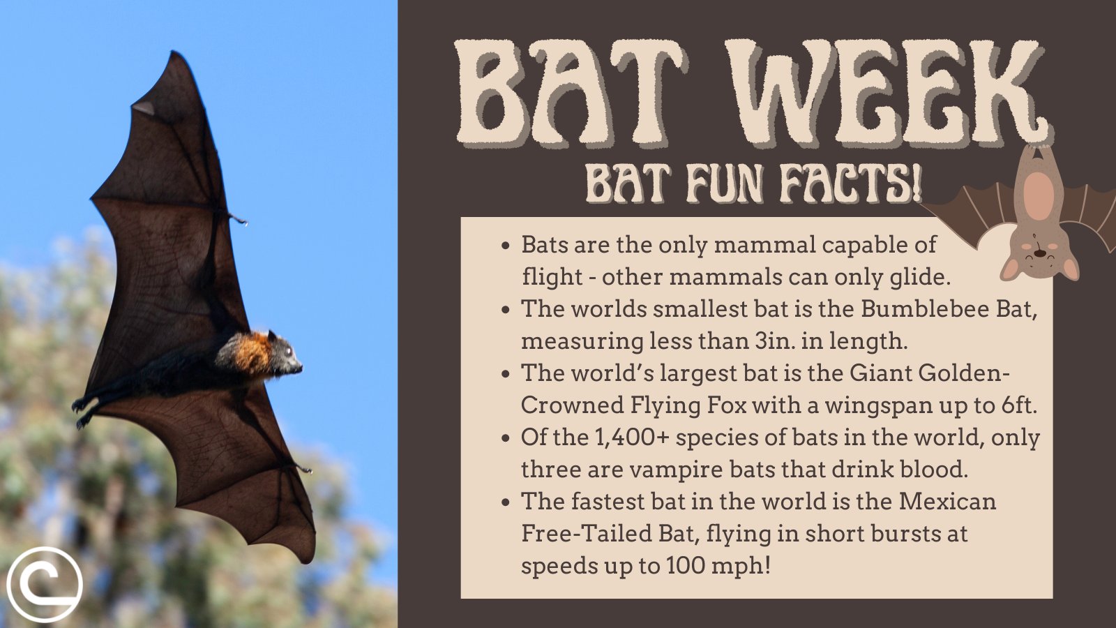 Myth Busters Bats National Park Service), 41% OFF