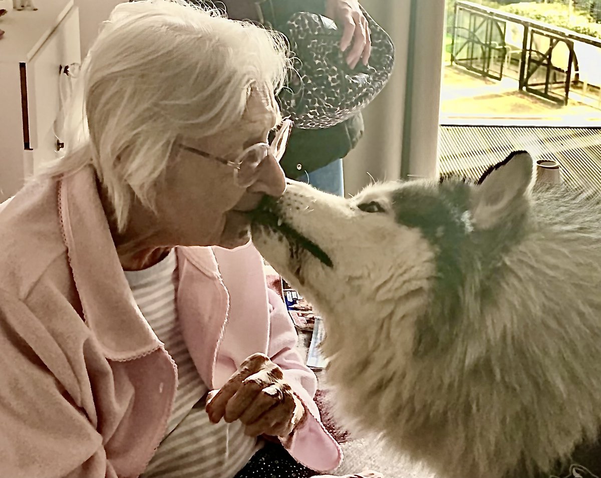 ShellyRiv1's tweet photo. Fabulous visit from Thunder the amazing Therapy Husky here at Harrison Park today. Our residents love him to bits💕 #hullextracare @TherapyHuskies @RuthLeadsRd @pozCG @Riv_SarahCoward @chuchi3651 @AlanMarples @RiversideCarol @ConnecttoHull @ClaireRoute https://t.co/8DaqTvrKfC