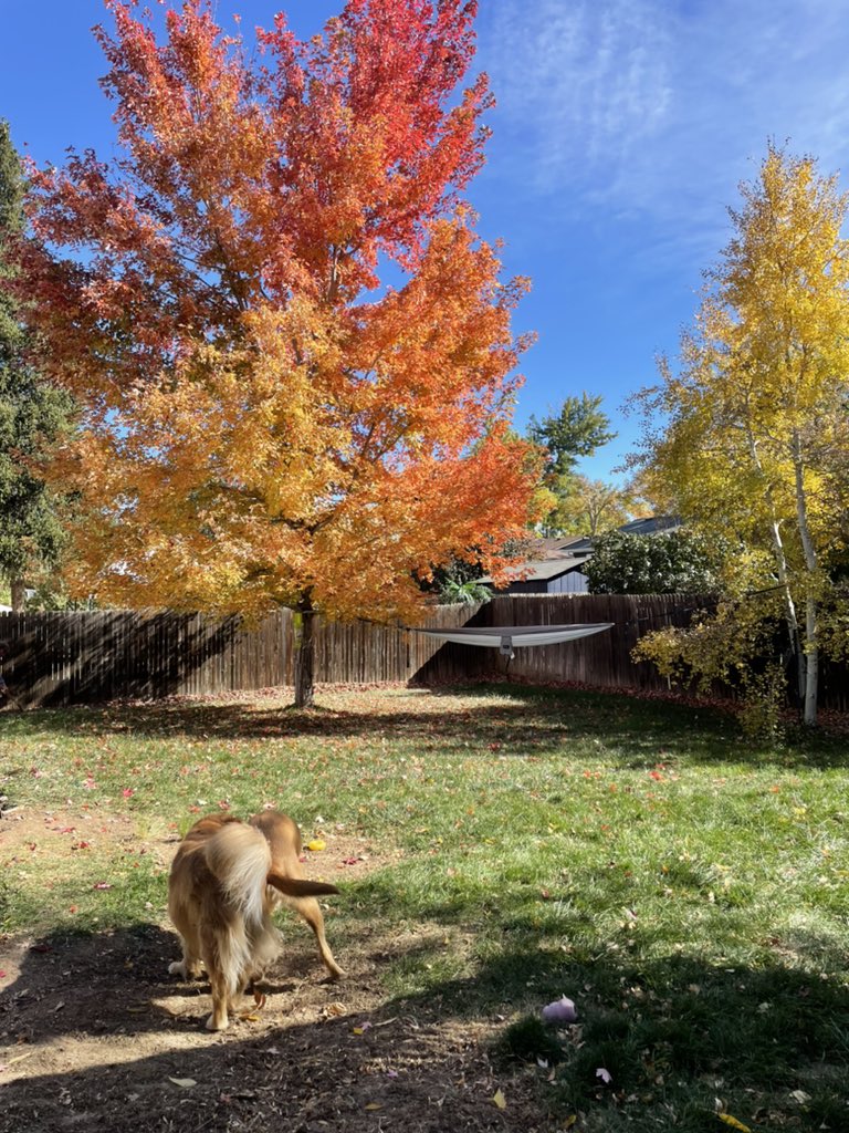 goavs925's tweet photo. Fall in the hood. #swdenver #fall #coloradoblueskies https://t.co/Dk1kugg5fK