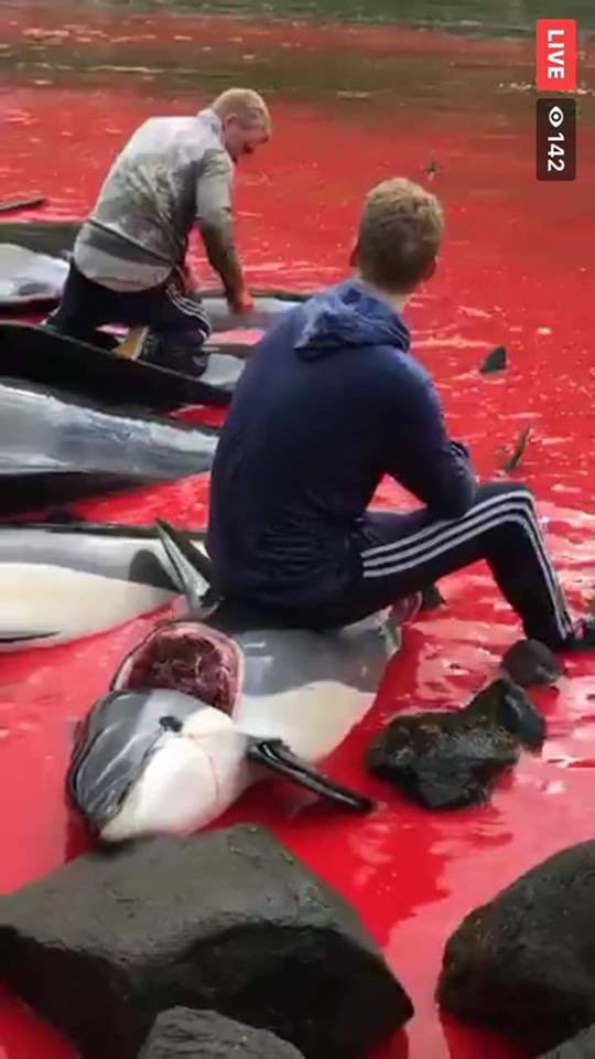 domdyer70's tweet photo. Come on everyone this should be over 50,000 by now we need trade sanctions to end this barbarity @ChrisGPackham @seashepherd @COP26 
https://t.co/BNxTqaUdGn https://t.co/7onlCPzI1t