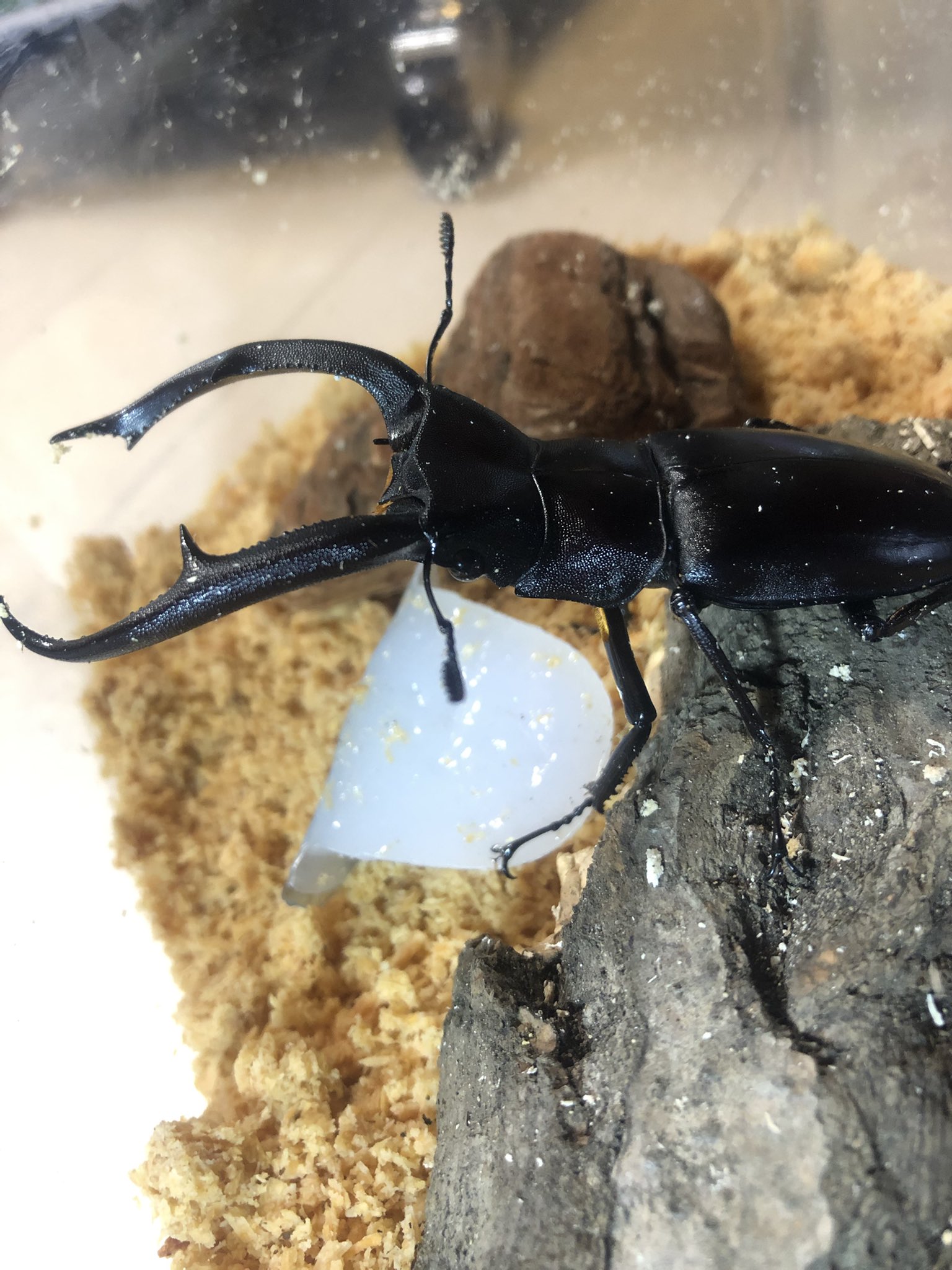 ぴょ Beetle Lnl Twitter