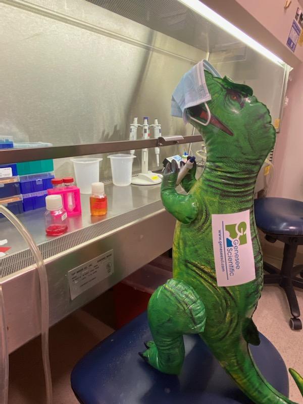 MGH_Mucosalists's tweet photo. Welcome to the newest member of the #MIBRC, Eugene, Ph.D. (Dinosaur of Philosophy) from @geneseesci! As you can see, Eugene has already been quite productive &amp; we look forward to his research https://t.co/HVKUG1VgYl