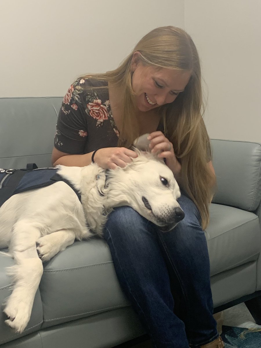 KaysvillePolice's tweet photo. Walter has been training hard and is almost ready to start helping the Kaysville community. Last week he practiced his skills on resting his head on citizens during interviews. We are so proud of this good boy! https://t.co/zdHG06wIlr