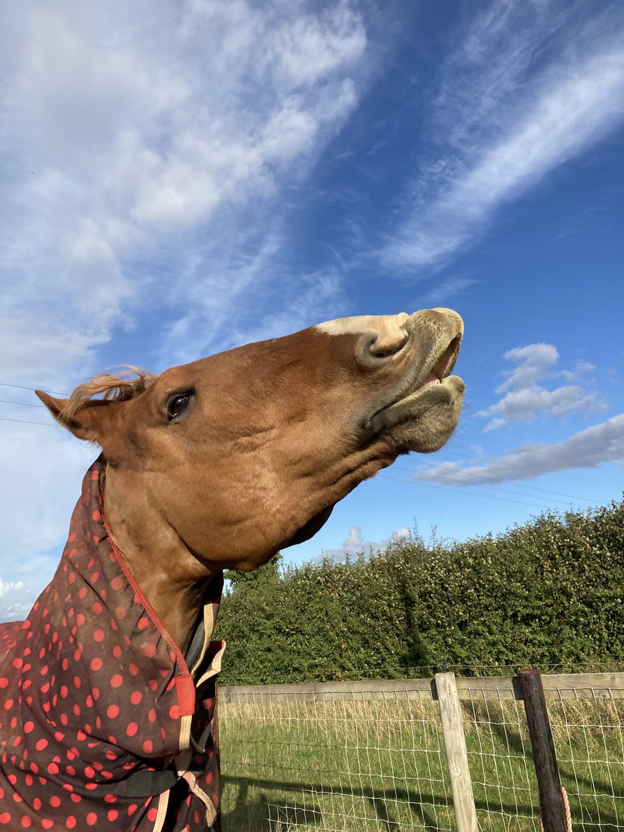 archiesauraus's tweet image. Yay! Play date with Mum. Muchly silly, mucho treats. #HappyPony #