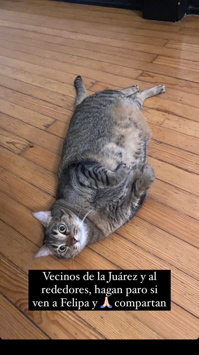 Dianuts's tweet photo. Amix de la CDMX y de la zona Juárez y alrededores, ayúdenme a encontrar a Felipa y a compartir hasta que aparezca. 🙏🏻
Su casa está cerca del Foro Lucerna, por favor escríbanme si ven algo.🥺 https://t.co/guWGOSyHKV