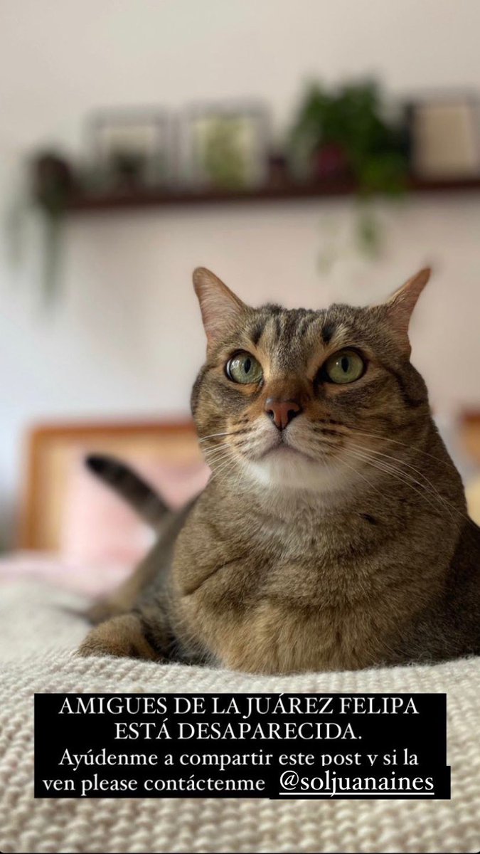 Dianuts's tweet photo. Amix de la CDMX y de la zona Juárez y alrededores, ayúdenme a encontrar a Felipa y a compartir hasta que aparezca. 🙏🏻
Su casa está cerca del Foro Lucerna, por favor escríbanme si ven algo.🥺 https://t.co/guWGOSyHKV