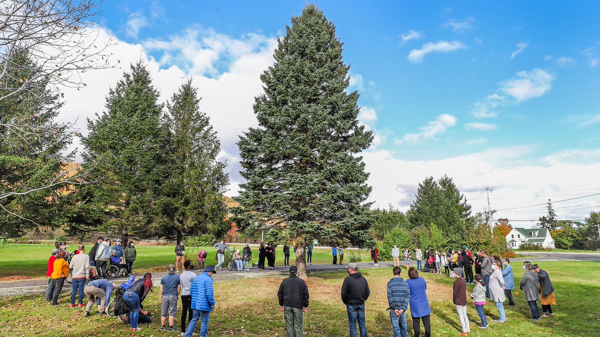 TreeforBoston's tweet image. Hello!!! I’m a 60-year-old, 48-foot healthy white spruce tree from Orangedale, #invernesscounty, Cape Breton: novascotia.ca/news/release/?… @larchecb
1/3