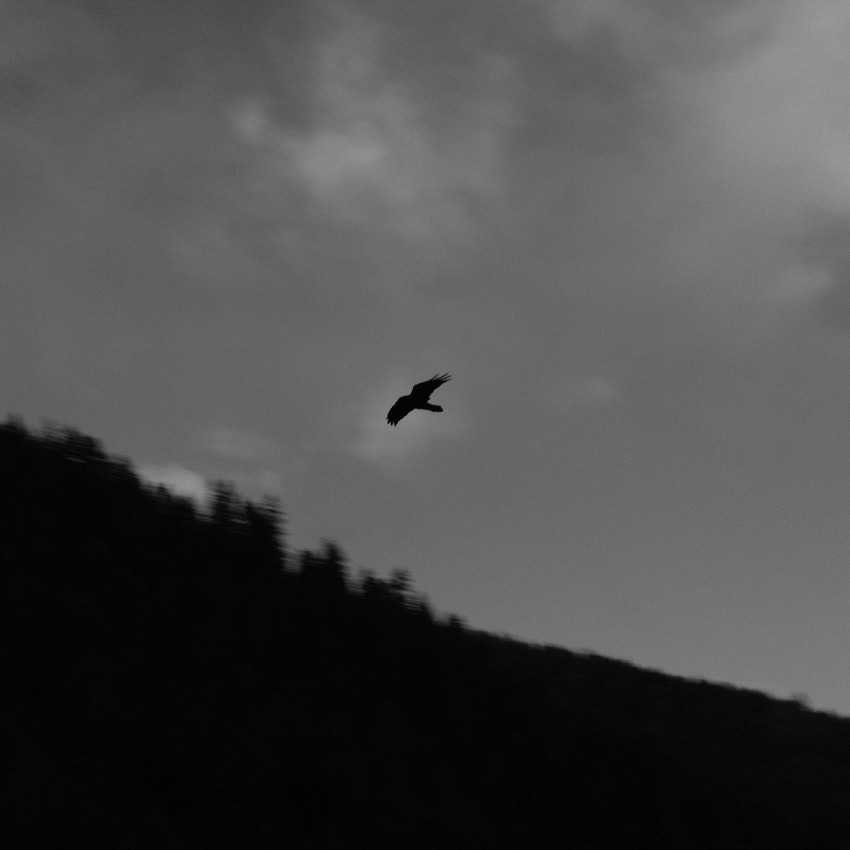 RobertChiorbeja's tweet photo. #naturephotography #silhouette 
#fujifilm #fujinon #fujifilmxt20 #fujinon35mmf2 #acros 
#blackandwhitephotography #acrosfilmsimulation #filmsimulation #monochromephotography #bnwphotography #bnw 
#blackandwhite #monochrome #instablackandwhite #birds #bird https://t.co/OeBXkCZObY