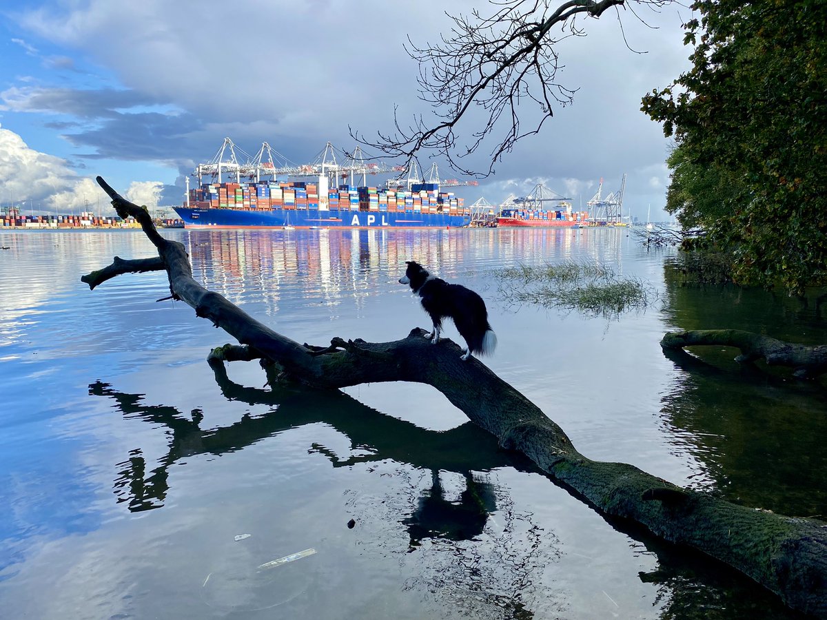 MagicalMerlinBC's tweet image. “Ship Ahoy!!” 🚢 Merlin 🧙‍♂️ 🐾 #Southampton #Waterfront #Southamptondock #Adventure #bordercollie #doglife #rescuedog @BCTGB #doglovers #dogs