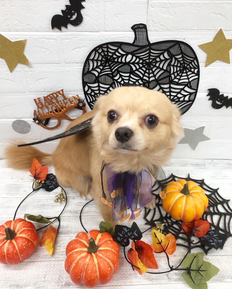 犬用ケーキ 犬用ケーキ
