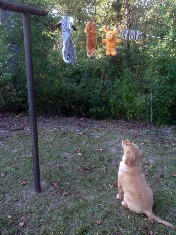 Está esperando a que se sequen sus peluches 🥺