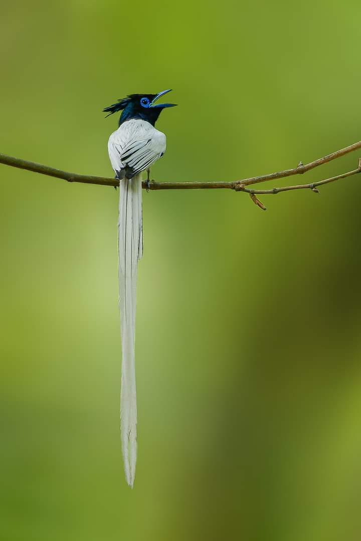 nuruddin_sharif's tweet photo. Tame birds sing of freedom. Wild birds fly. https://t.co/qDQcUE77cZ