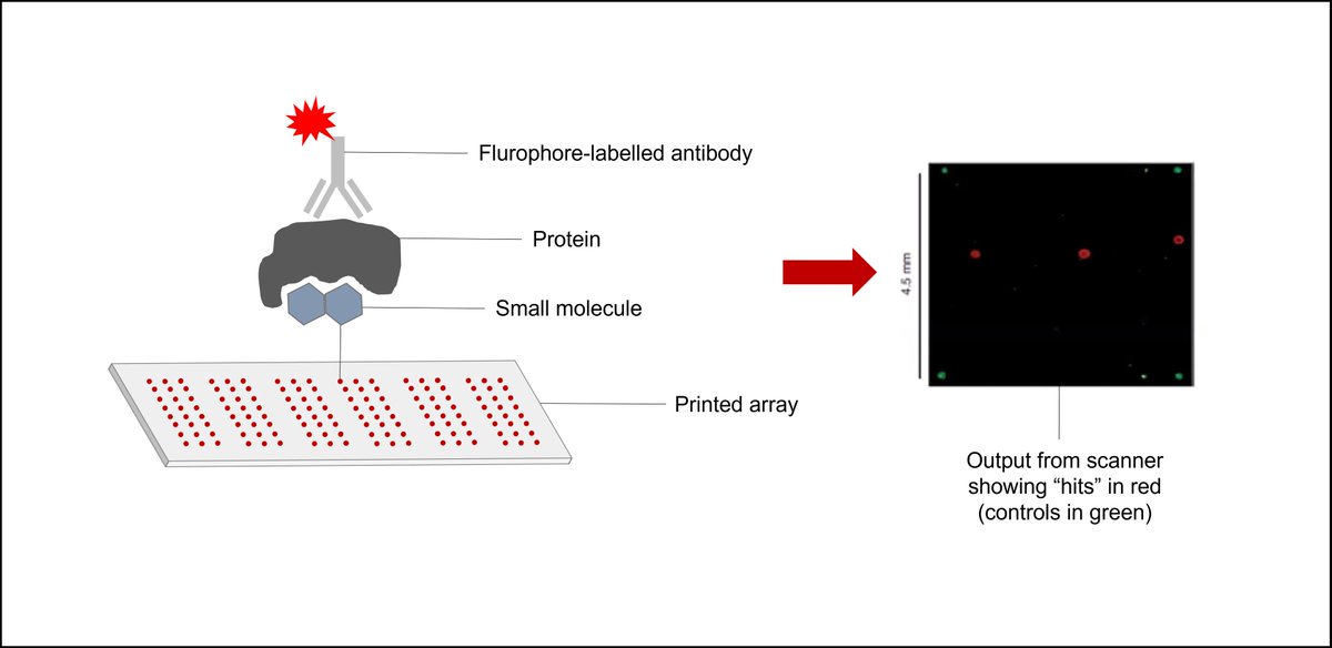 ArrayjetLtd's tweet image. Need to rapidly screen #smallmolecules for #drugdiscovery but can't stretch to the cost of a #HTS robot? This app note may just hold the answers... bit.ly/3GjPDAE