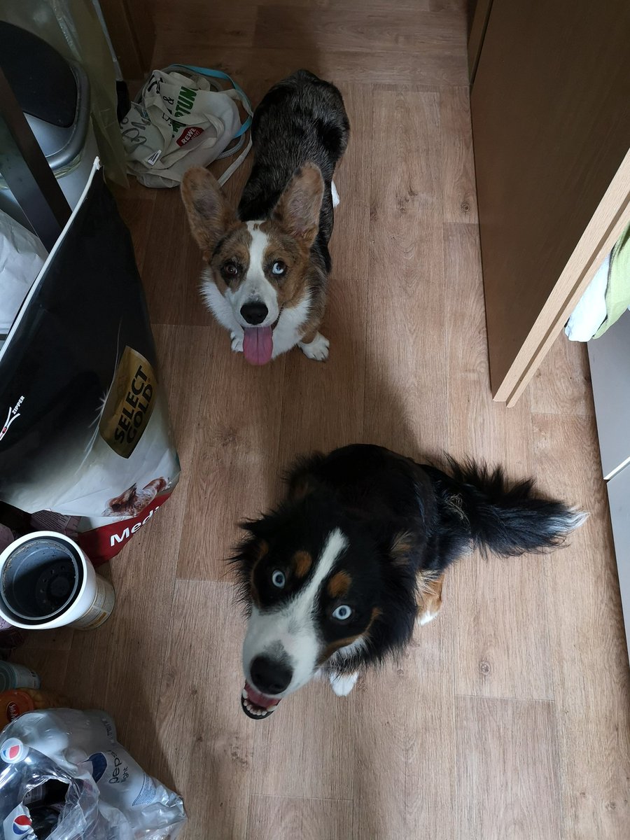 MallothRha's tweet photo. Die beiden freuen sich schon, dass es 18 Uhr mit #GodofWar weitergeht!

#livestream #mallothmonday #twitch #twitchtv #streamer #affiliate #TwitchDE #godofwar #corgi https://t.co/ZnTOyCgq9y