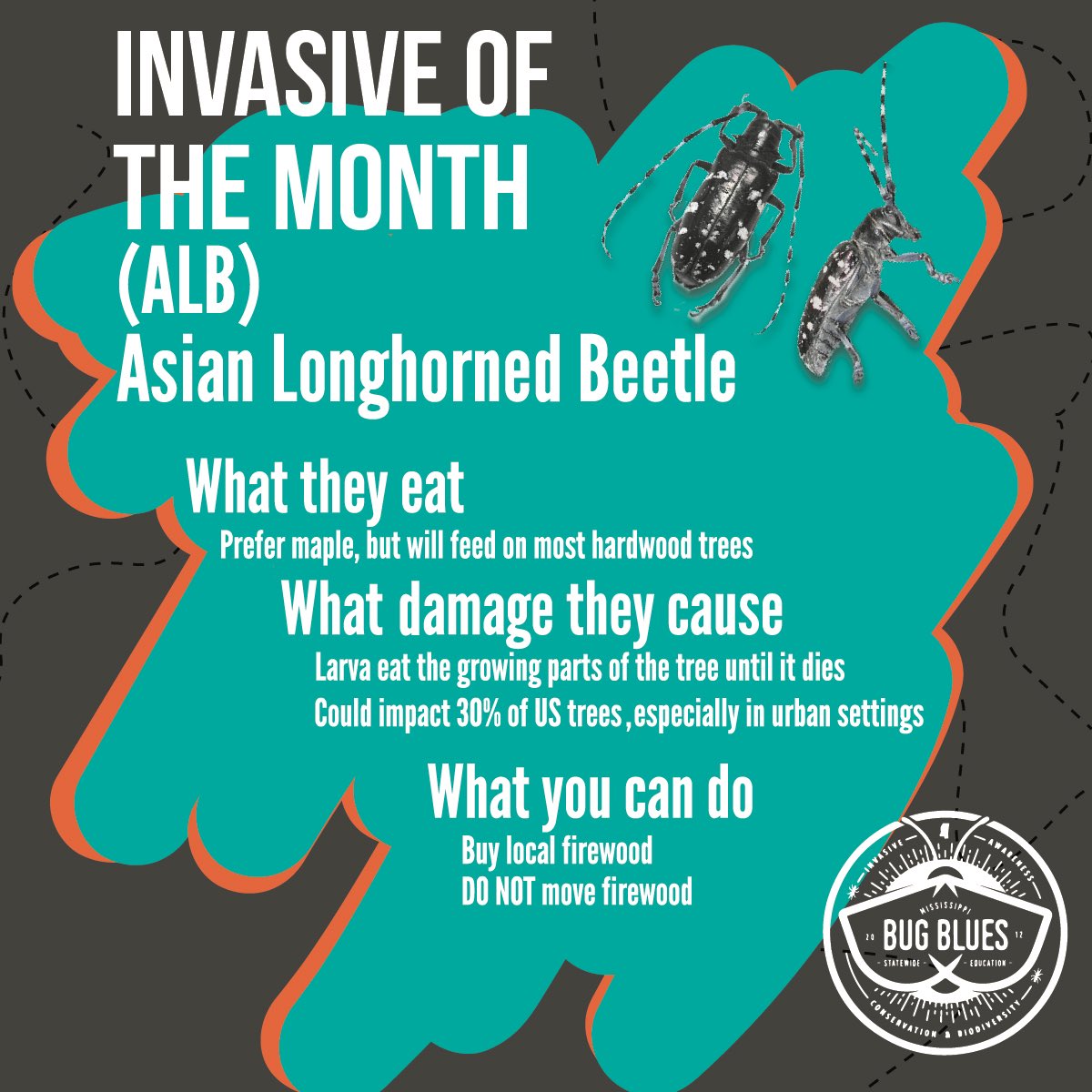 MSBugBlues's tweet photo. With October wrapping up soon, here is more information about our invasive of the month! These large wood-boring pests are spreading in the eastern US and can be more rapidly spread through the movement of firewood.

Be on the lookout! 🧐🪲

#InvasiveSpecies  #MSBugBlues https://t.co/S1QtOXkMJL