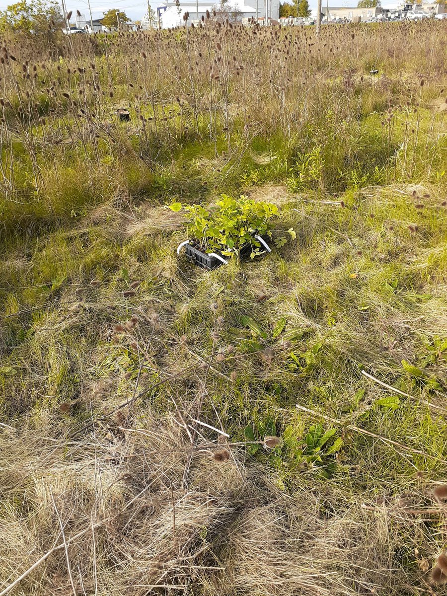 HamiltonConsFDN's tweet photo. Thank you to everyone who came out to our planting event on Saturday! #Volunteers planted 22 native #trees and shrubs, and 440 meadow plants to increase the native species diversity and improve the #habitat for birds and other wildlife! https://t.co/yGbrnOEpnp