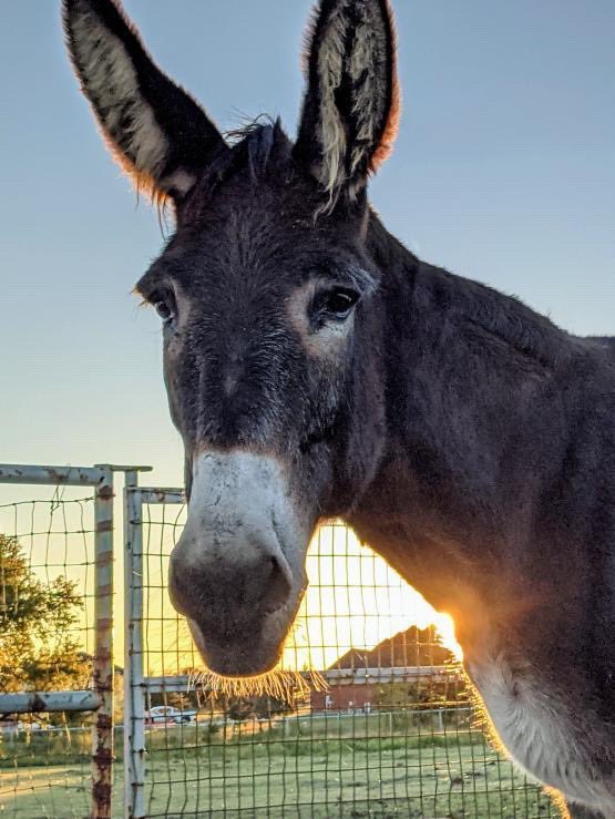Martha in the Morning ☀️
📸: Macayla Hopkins