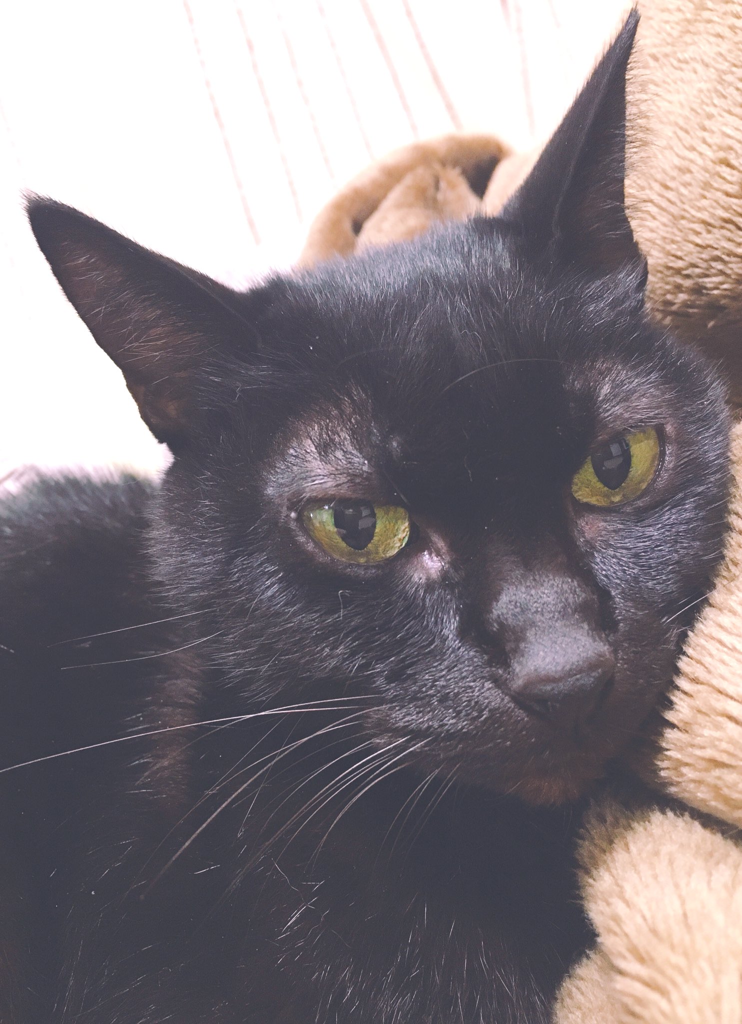 うちにもキジトラと黒猫がいます！ スレッズにはキジトラ&黒猫