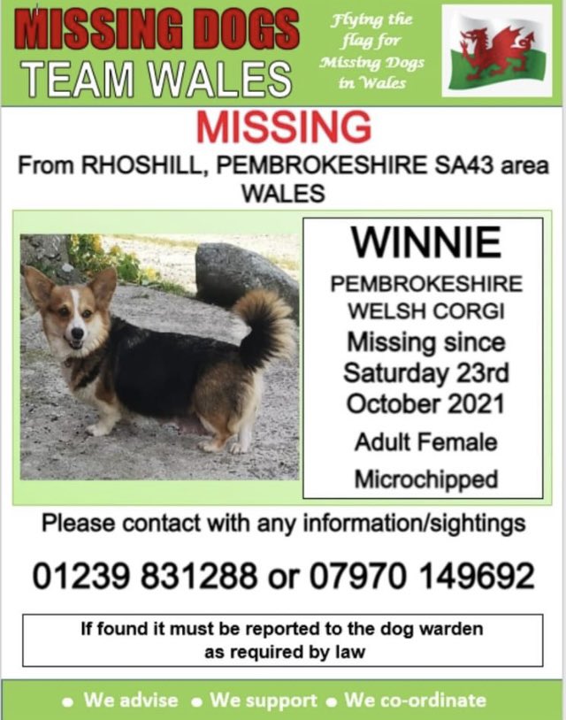 missingdogwales's tweet photo. 🔻WINNIE IS MISSING FROM RHOSHILL PEMBROKESHIRE AREA SA43 🔺️
Since Sat 23rd October 💥💥💥
Winnie is MICROCHIPPED so please look out for this lovely girl .
#Missingdogsteamwales https://t.co/UlVYAXKRGe