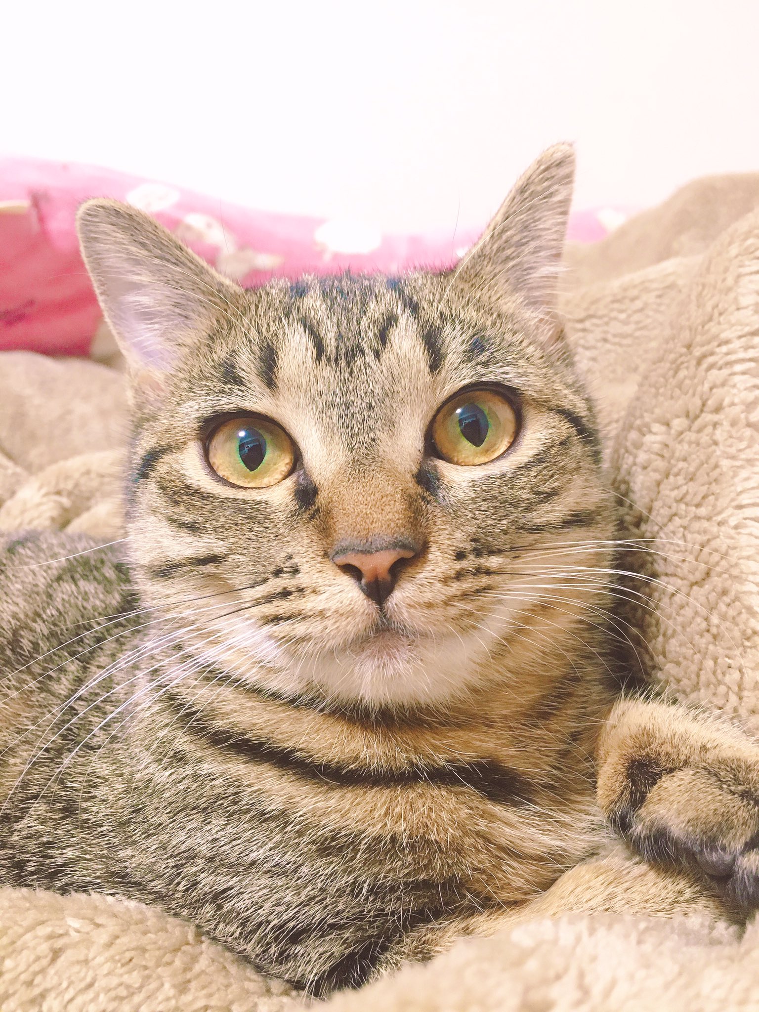 野原 耳子 в X: „猫たちの目の色👀 黒猫：千早さん ⇒ 黄色