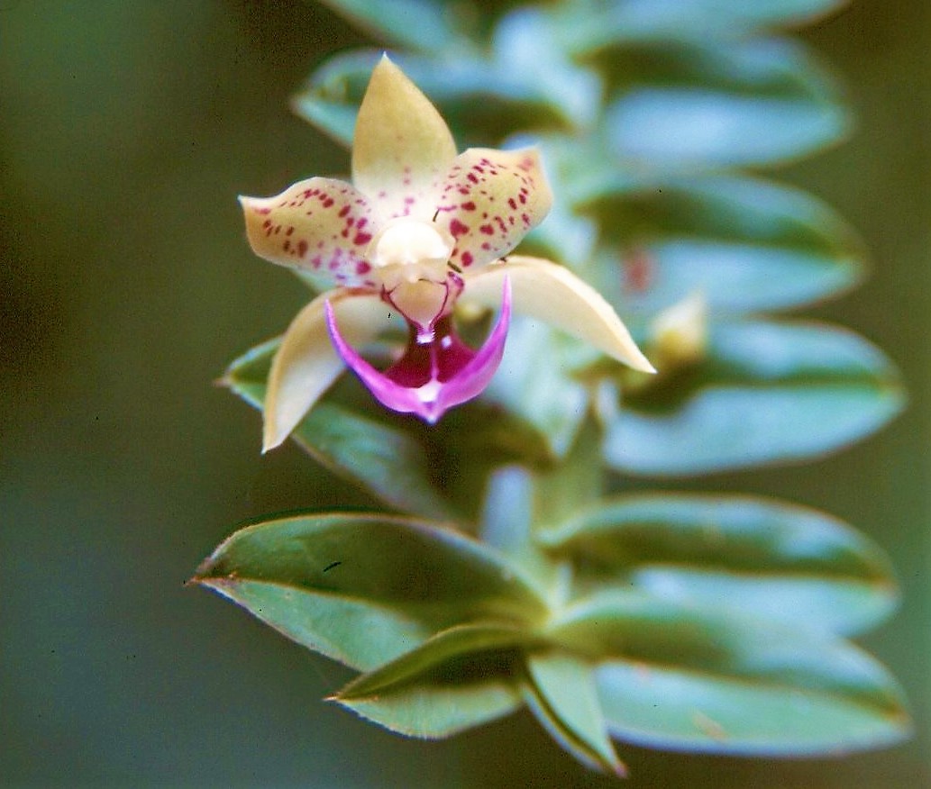 Which traits characterize #epiphytes? How do epiphytes differ from terrestr plants? Surprisingly little was known but now a large team of epiphyte ppl put together 76,561 trait observations for 2,882 vascular epiphyte spp. Read about our findings here: besjournals.onlinelibrary.wiley.com/doi/10.1111/13…