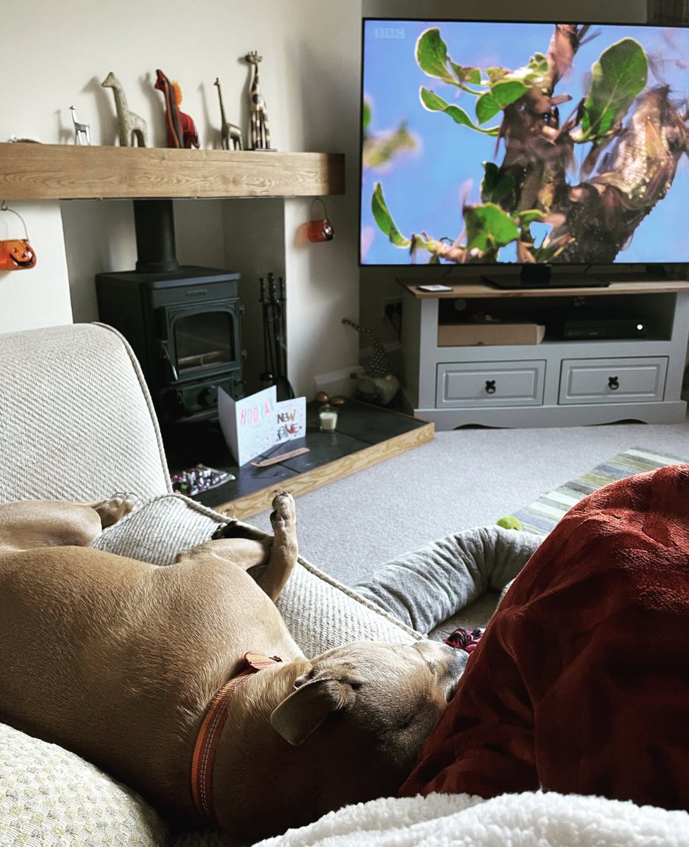 For those of you following from the start and those who are new, we have finally moved into our new home. 🏡 What a journey it’s been from the darkness, into the light 💛 #dogsoftwitter #dogs #doggo #newhouse #rent #love #happy #home
