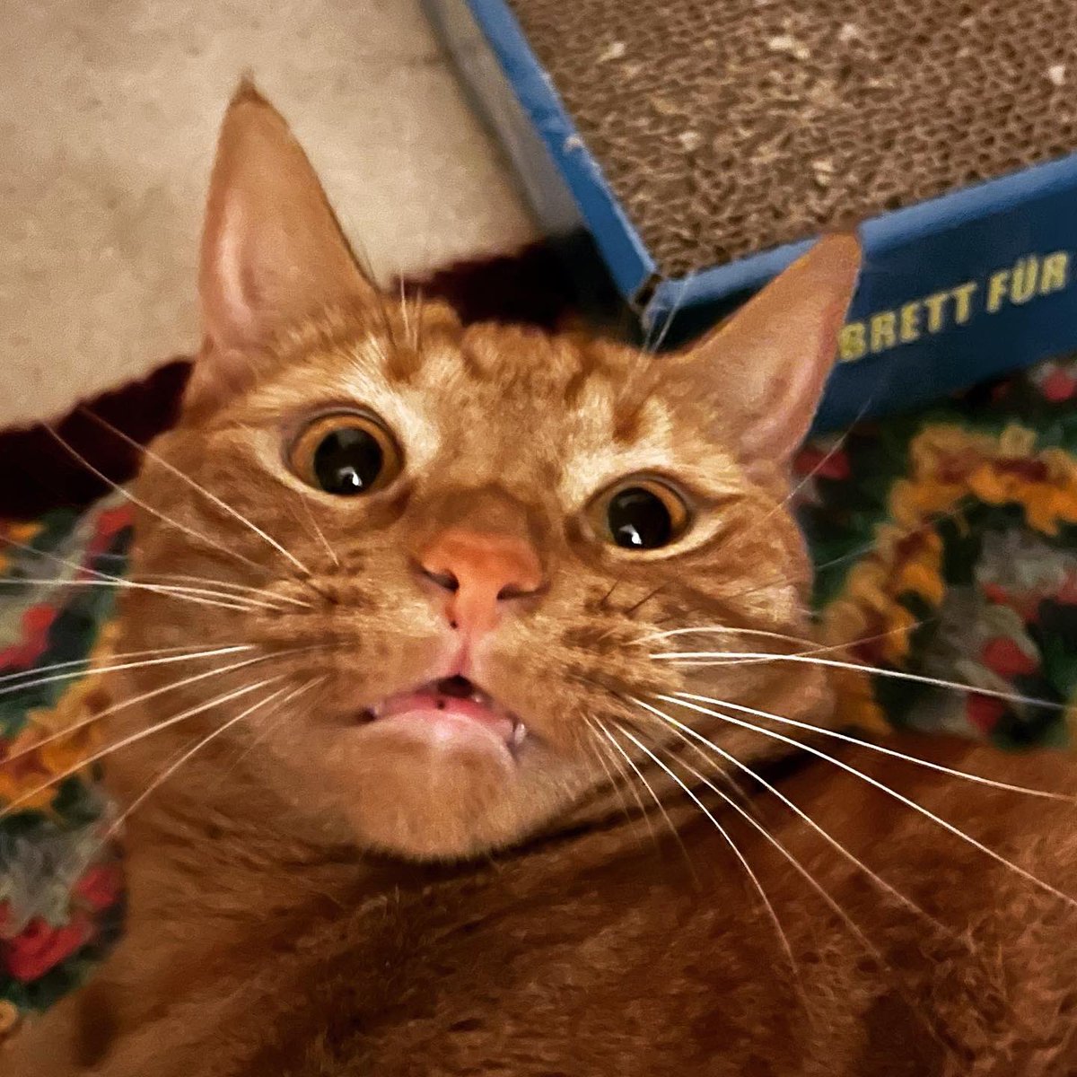 HTowrie's tweet image. HAPPY #worldpastaday! Please enjoy some photos of my and @NoRealRoots’ cat, Pasta 🍝 🐈