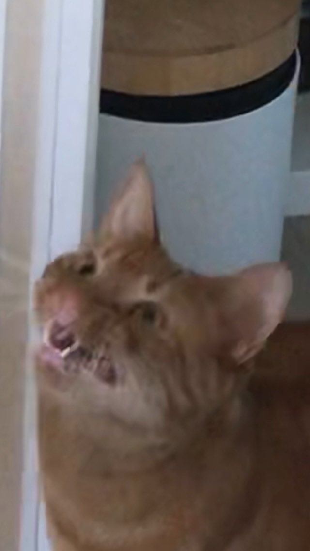 HTowrie's tweet image. HAPPY #worldpastaday! Please enjoy some photos of my and @NoRealRoots’ cat, Pasta 🍝 🐈