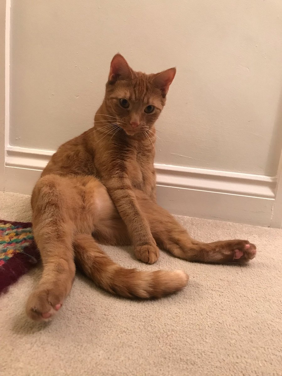 HTowrie's tweet image. HAPPY #worldpastaday! Please enjoy some photos of my and @NoRealRoots’ cat, Pasta 🍝 🐈