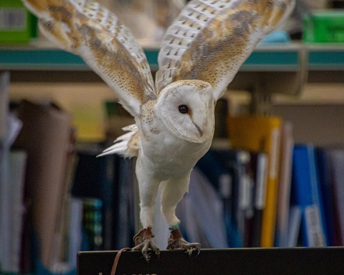 cambslib's tweet photo. Thank you to The Raptor Foundation who visited Ely Library today 🦉we meet some of the birds of prey and learnt some amazing facts! #theraptorfoundation #elylibrary @raptorcambs https://t.co/RlKTZ8SYFW